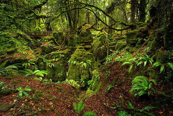 Puzzlewood, Forest of Dean