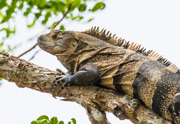 Black Iguana