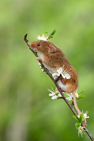Harvest Mouse