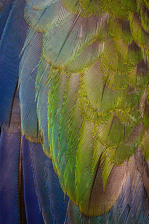 Flights of Beauty:  Crimson Rosella (Juvenile)