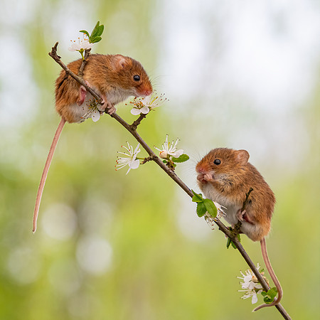 Harvest Mice