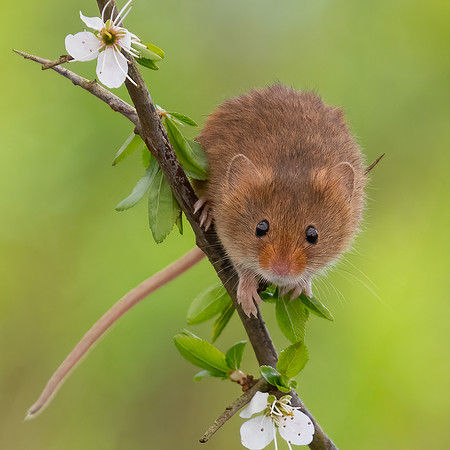 Harvest Mouse