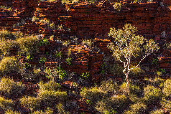 Tree, Oxer Lookout