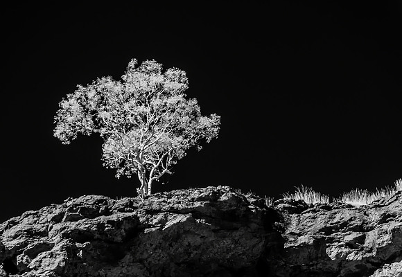 Junction Pool Lookout Tree Infra-red