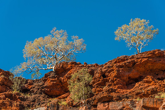 Dales Gorge Trees