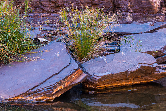 Kalamina Gorge Grass