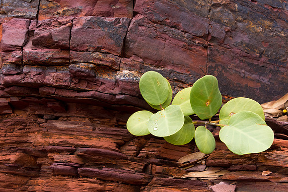 Hamersley Gorge Plant
