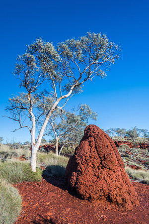 Knox Gorge, Termite Mound