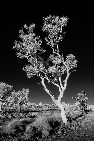 Karijini Tree II