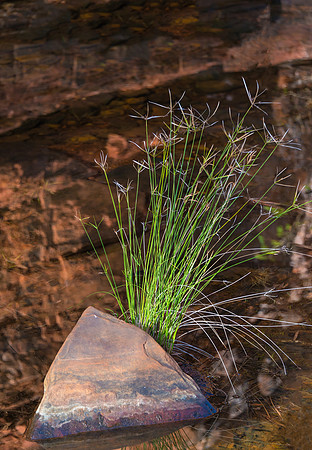 Weano Gorge Grass