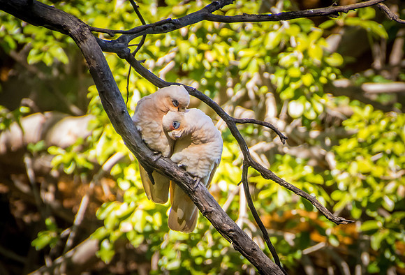 Corellas