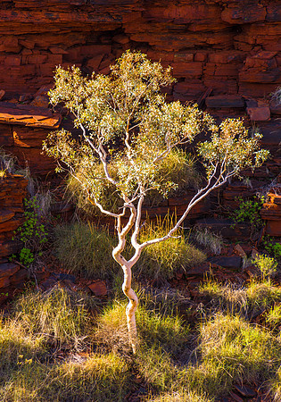 Lone Tree, Oxer Lookout