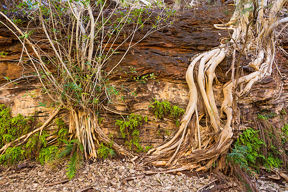 Tree Roots I, Fern Pool