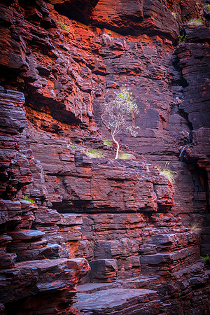 Knox Gorge, Single Tree