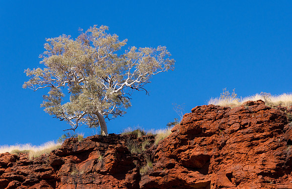 Junction Pool Lookout Tree