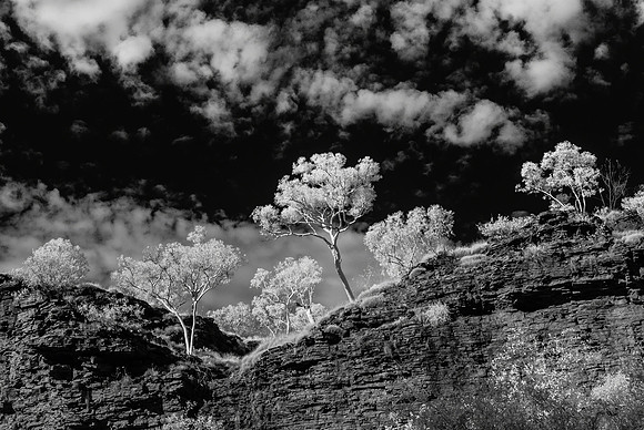 Infra-red Trees III, Weano Gorge