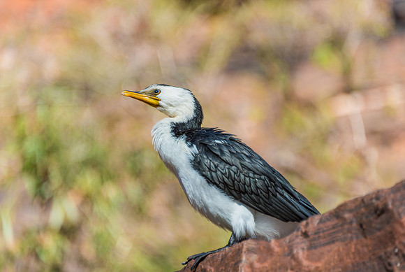 Cormorant