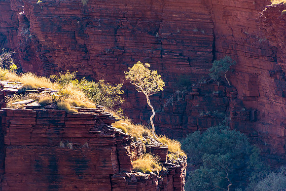 Lone Tree, Knox Gorge Lookout