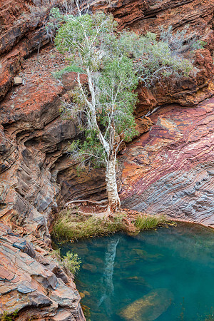 Hamersley Gorge Tree