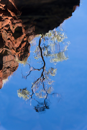 Knox Gorge Tree Reflections