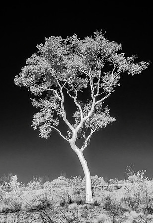 Karijini Tree
