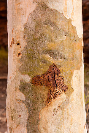 Weano Gorge, Tree Bark I