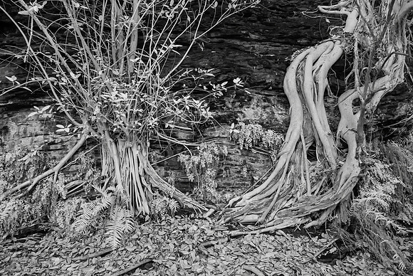 Tree Roots, Infra-red, Fern Pool