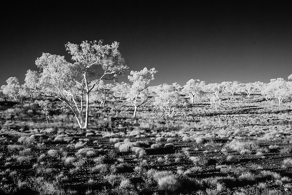 Infra-red Trees, Oxer Lookout