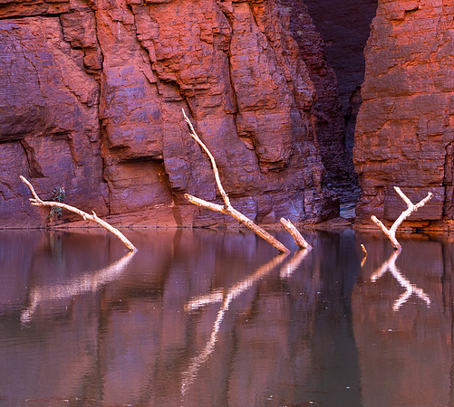 Junction Pool Dead Trees