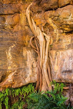 Tree Roots I, Fern Pool