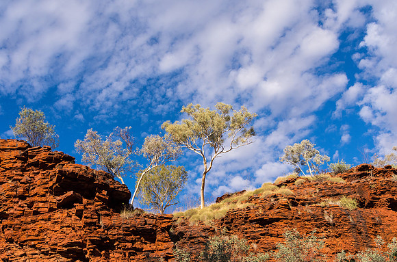 Trees, Weano Gorge