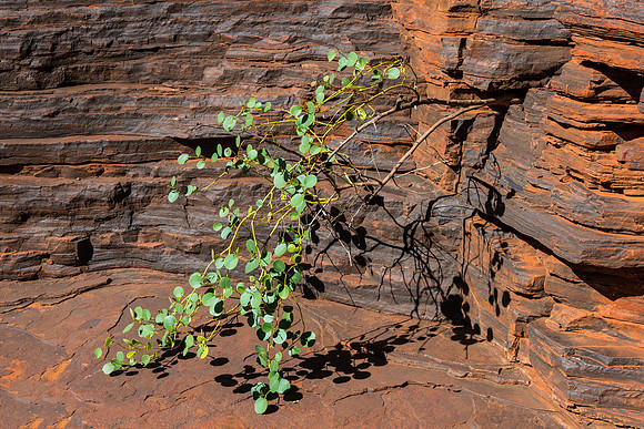 Kalamina Gorge Plant