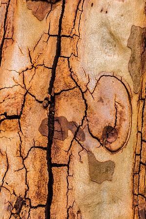 Weano Gorge, Tree Bark II