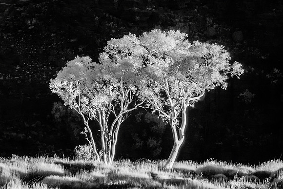 Infra-red Trees, Junction Pool Lookout