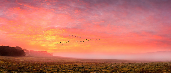 Dawn at Yanakie with Cape Barren Geese