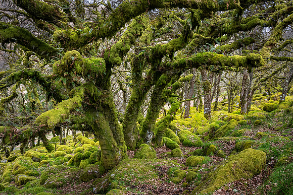 Wistman's Wood