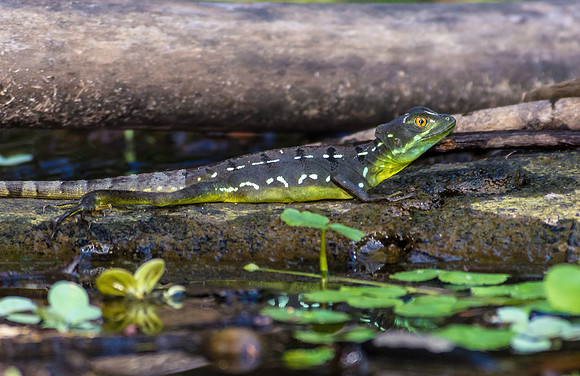 Emerald Basilisk