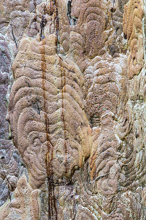 Tree Bark, Lake District