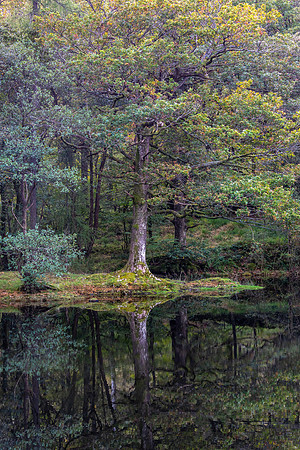 Yew Tree Tarn, Lake District