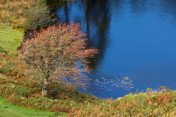 Tarn Hows, Lake District