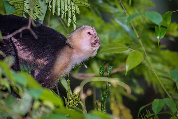 White-faced Capuchin Monkey