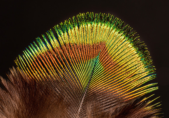 Flights of Beauty: Green Peafowl I