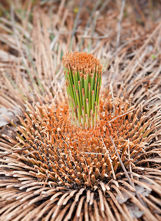 GrassTree2