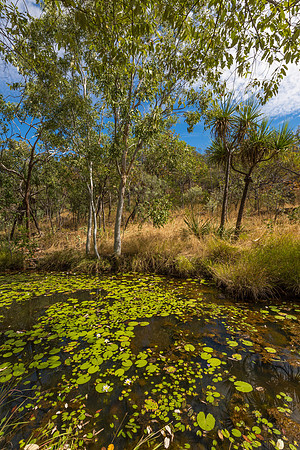 Waterlillies at Galvin's Gorge I
