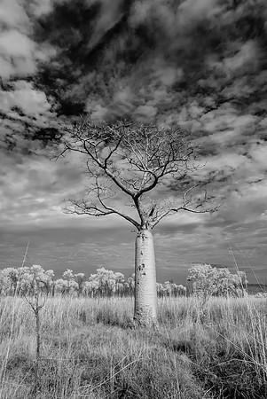 Boab Tree II, El Questro, Infra-red