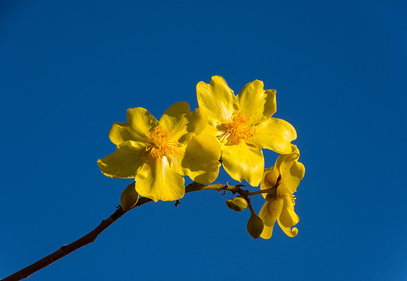 Kapok Flowers, Manning Gorge Walk