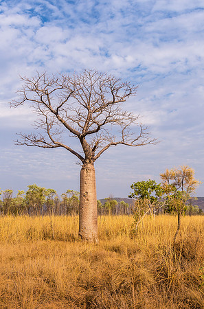 Boab Tree, El Questro