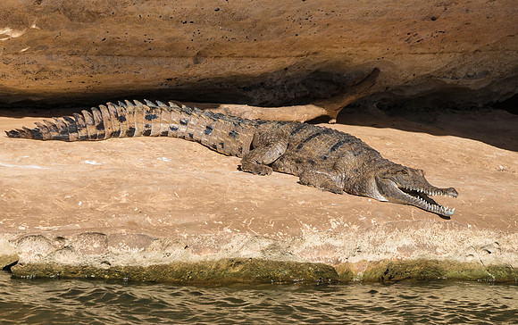 Freshwater Crocodile IV, Geikie Gorge