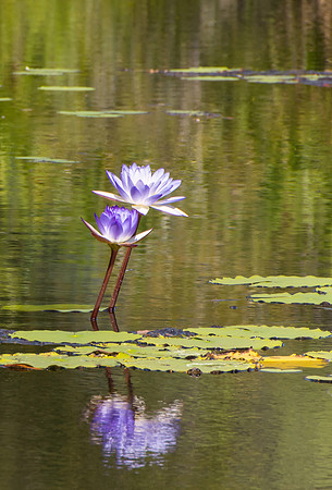 Waterlillies, Mitchell Falls Walk III