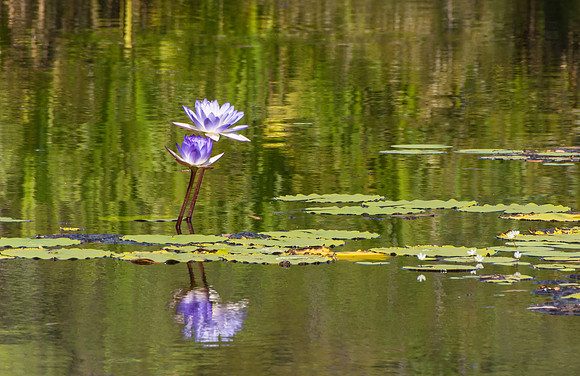 Waterlillies, Mitchell Falls Walk II